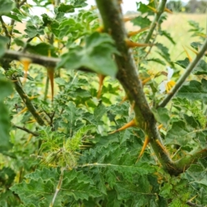 Solanum sisymbriifolium at Pialligo, ACT - 17 Mar 2021