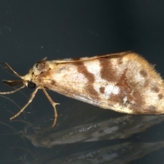 Anestia (genus) (A tiger moth) at Ainslie, ACT - 25 Mar 2021 by jb2602