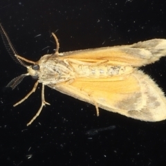 Anestia (genus) at Ainslie, ACT - 25 Mar 2021 08:38 PM