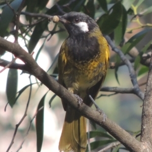 Nesoptilotis leucotis at Paddys River, ACT - 11 Feb 2021