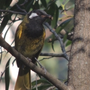 Nesoptilotis leucotis at Paddys River, ACT - 11 Feb 2021