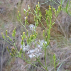 Senecio diaschides at Paddys River, ACT - 11 Feb 2021