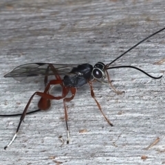 Gotra sp. (genus) (Unidentified Gotra ichneumon wasp) at Majura, ACT - 25 Mar 2021 by jbromilow50
