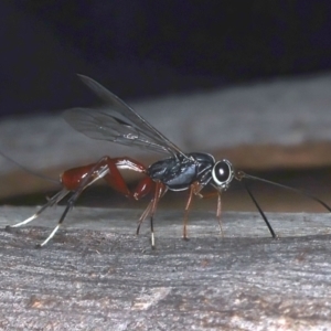 Gotra sp. (genus) at Majura, ACT - 25 Mar 2021