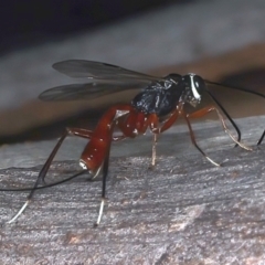 Gotra sp. (genus) at Majura, ACT - 25 Mar 2021