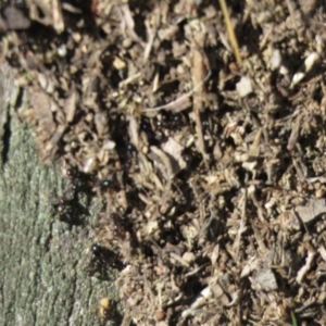 Papyrius sp. (genus) at Jerrabomberra, ACT - 26 Mar 2021