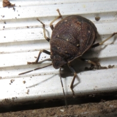 Platycoris rotundatus at Flynn, ACT - 26 Mar 2021