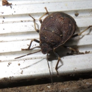 Platycoris rotundatus at Flynn, ACT - 26 Mar 2021