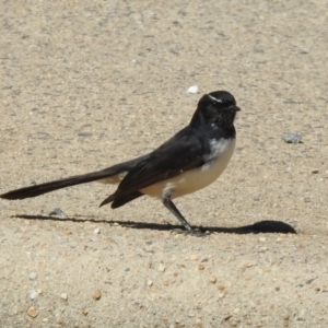 Rhipidura leucophrys at Macarthur, ACT - 26 Mar 2021 12:28 PM