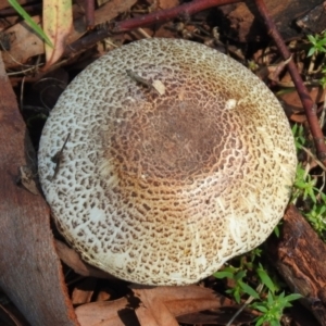 Agaricus sp. at Tharwa, ACT - 26 Mar 2021