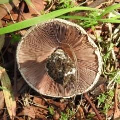 Agaricus sp. at Tharwa, ACT - 26 Mar 2021