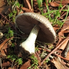 Agaricus sp. at Tharwa, ACT - 26 Mar 2021