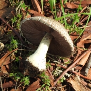 Agaricus sp. at Tharwa, ACT - 26 Mar 2021