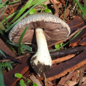 Agaricus sp. at Tharwa, ACT - 26 Mar 2021