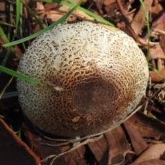 Agaricus sp. at Tharwa, ACT - 26 Mar 2021