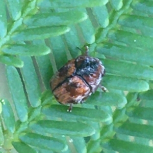 Elaphodes sp. (genus) at Manton, NSW - suppressed