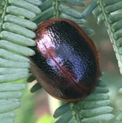 Dicranosterna immaculata (Acacia leaf beetle) at Mundoonen Nature Reserve - 26 Mar 2021 by Ned_Johnston