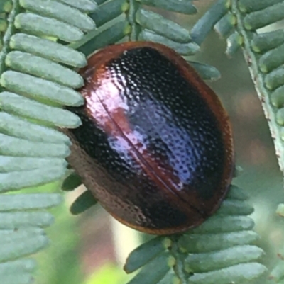 Dicranosterna immaculata (Acacia leaf beetle) at Manton, NSW - 27 Mar 2021 by NedJohnston