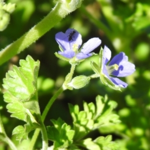 Erodium crinitum at Tharwa, ACT - 26 Mar 2021