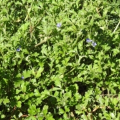 Erodium crinitum at Tharwa, ACT - 26 Mar 2021