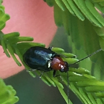 Adoxia benallae (Leaf beetle) at Mundoonen Nature Reserve - 26 Mar 2021 by Ned_Johnston