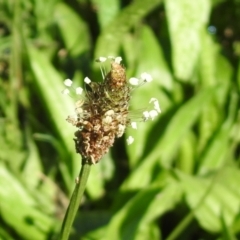 Plantago lanceolata (Ribwort Plantain, Lamb's Tongues) at Tharwa, ACT - 26 Mar 2021 by RodDeb