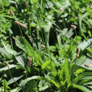 Plantago lanceolata at Tharwa, ACT - 26 Mar 2021