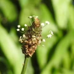 Plantago lanceolata at Tharwa, ACT - 26 Mar 2021