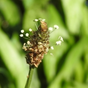 Plantago lanceolata at Tharwa, ACT - 26 Mar 2021