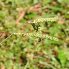 Paspalum dilatatum (Paspalum) at Tharwa Bridge - 26 Mar 2021 by RodDeb