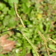 Paspalum dilatatum at Tharwa, ACT - 26 Mar 2021