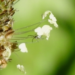 Araneidae (family) at Tharwa, ACT - 26 Mar 2021