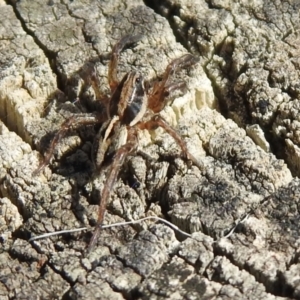 Artoriopsis sp. (genus) at Tharwa, ACT - 26 Mar 2021