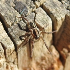 Artoriopsis sp. (genus) at Tharwa, ACT - 26 Mar 2021