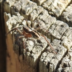 Artoriopsis sp. (genus) at Tharwa, ACT - 26 Mar 2021