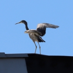 Egretta novaehollandiae (White-faced Heron) at Tharwa, ACT - 26 Mar 2021 by RodDeb