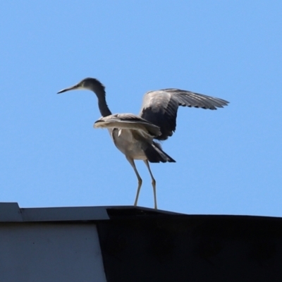 Egretta novaehollandiae (White-faced Heron) at Tharwa Bridge - 26 Mar 2021 by RodDeb