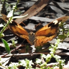Heteronympha merope (Common Brown Butterfly) at Tennent, ACT - 26 Mar 2021 by RodDeb