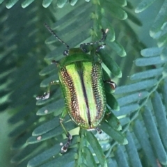 Calomela vittata (Acacia leaf beetle) at Manton, NSW - 27 Mar 2021 by NedJohnston