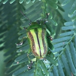 Calomela vittata at Manton, NSW - 27 Mar 2021 10:06 AM