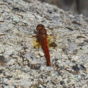 Diplacodes bipunctata at Tennent, ACT - 26 Mar 2021