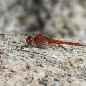 Diplacodes bipunctata at Tennent, ACT - 26 Mar 2021 02:19 PM