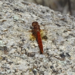 Diplacodes bipunctata at Tennent, ACT - 26 Mar 2021