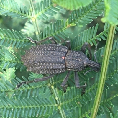 Leptopius sp. (genus) (A weevil) at Manton, NSW - 26 Mar 2021 by Ned_Johnston