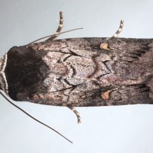 Proteuxoa bistrigula at Ainslie, ACT - 26 Mar 2021