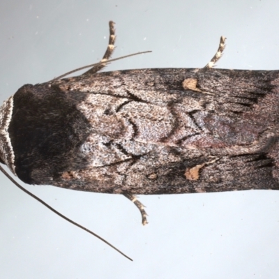 Proteuxoa bistrigula (An Owlet Moth) at Ainslie, ACT - 26 Mar 2021 by jbromilow50