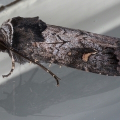 Proteuxoa bistrigula at Ainslie, ACT - 26 Mar 2021