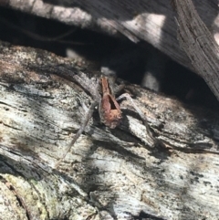 Argoctenus vittatus (Wandering Ghost Spider) at Lade Vale, NSW - 26 Mar 2021 by Ned_Johnston