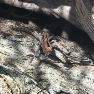 Argoctenus vittatus at Lade Vale, NSW - 27 Mar 2021 10:44 AM