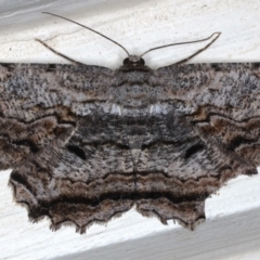 Scioglyptis lyciaria (White-patch Bark Moth) at Ainslie, ACT - 26 Mar 2021 by jb2602